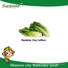 Suntoday asiatiques légumes salade utilisation feuille verte jardin plante F1 bio romaine graines de laitue germination planteur (32001-1)